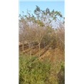 山东分樱花基地@@青岛樱花小苗