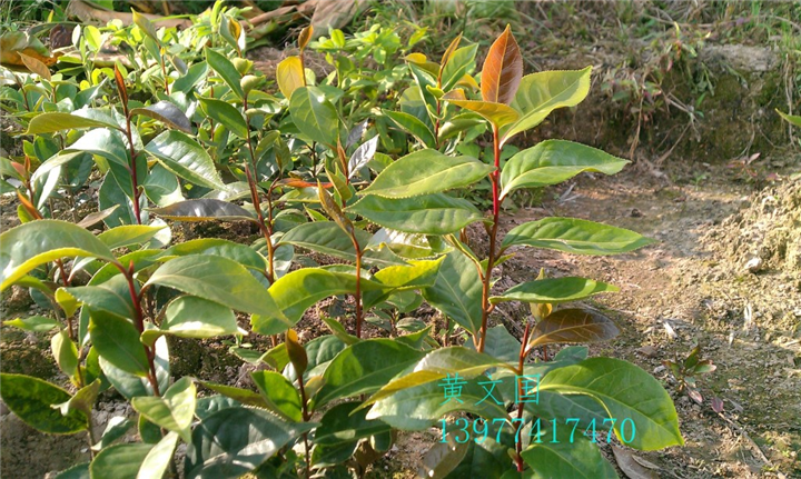 红花油茶实生苗-广西红花油茶实生苗价格 