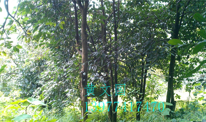 红花油茶果实-广西红花油茶果实价格 