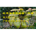 广西大果红花油茶嫁接苗批发-价格