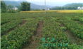 软枝油茶实生苗-广西软枝油茶实生苗价格 