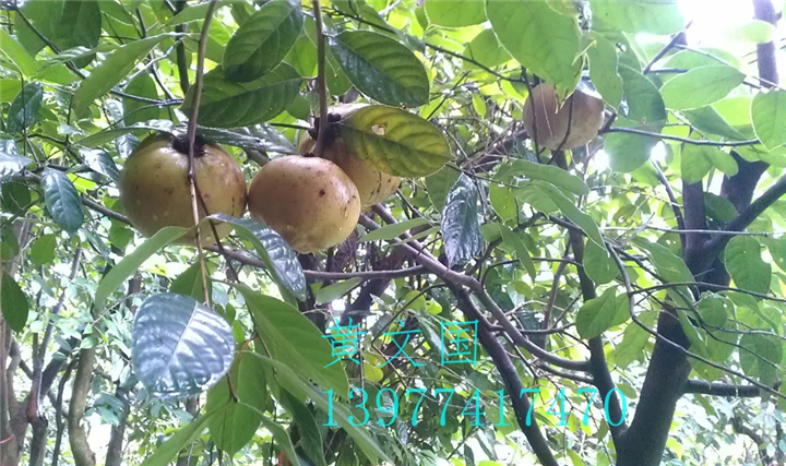 红花油茶果实-广西红花油茶果实价格 
