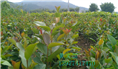 软枝油茶实生苗-广西软枝油茶实生苗价格 