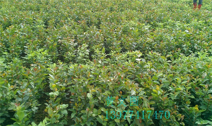 软枝油茶实生苗-广西软枝油茶实生苗价格 