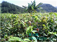 红花油茶嫁接苗1年苗 