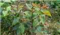 红花油茶实生苗-广西红花油茶实生苗价格 