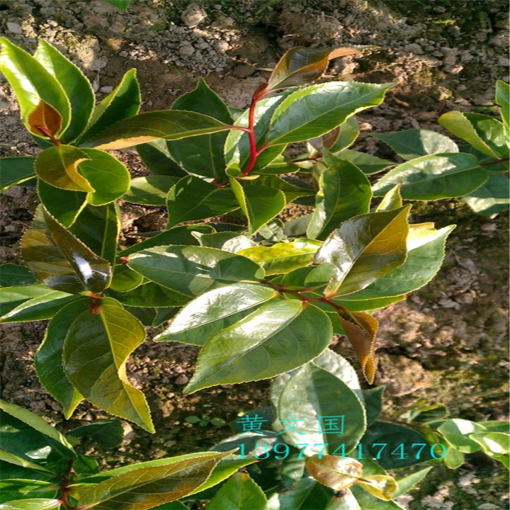 红花油茶实生苗-广西红花油茶实生苗价格 