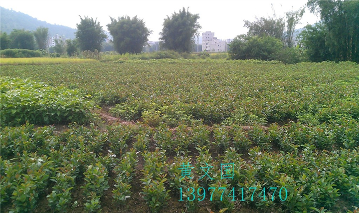 软枝油茶实生苗-广西软枝油茶实生苗价格 