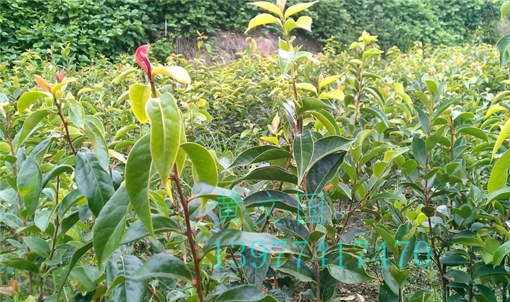 红花油茶嫁接苗2年苗 