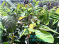 红花油茶嫁接苗1年苗 