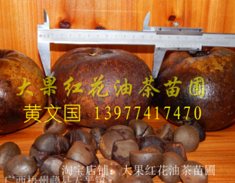 广西大果红花油茶树苗A 