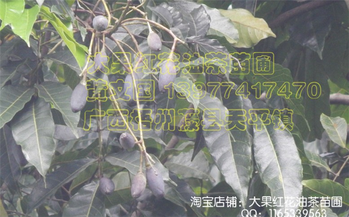 乌橄榄嫁接苗，黑橄榄嫁接苗，油橄榄嫁接苗 