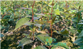 红花油茶实生苗-广西红花油茶实生苗价格 
