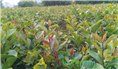 软枝油茶实生苗-广西软枝油茶实生苗价格 