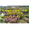 广西大果红花油茶嫁接苗供应@行情
