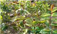 红花油茶实生苗-广西红花油茶实生苗价格 