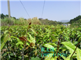 红花油茶嫁接苗1年苗 