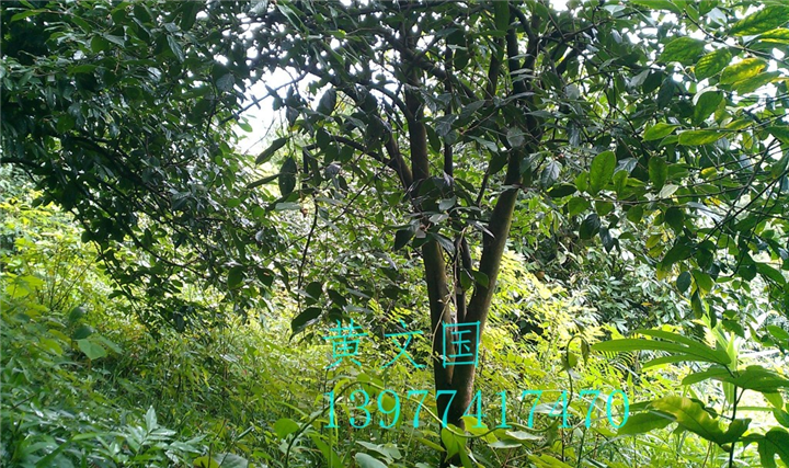 红花油茶果实-广西红花油茶果实价格 