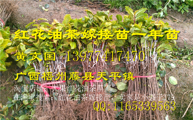 广西大果红花油茶嫁接苗供应@行情
