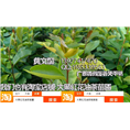 软枝油茶实生苗A，岑溪软枝油茶实生苗供应 
