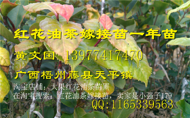 广西大果红花油茶嫁接苗价格-批发