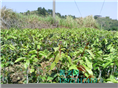 红花油茶嫁接苗1年苗 