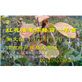 广西大果红花油茶嫁接苗批发-价格