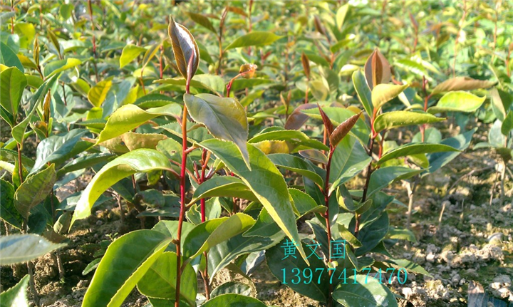红花油茶实生苗-广西红花油茶实生苗价格 