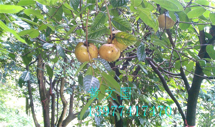 红花油茶果实-广西红花油茶果实价格 