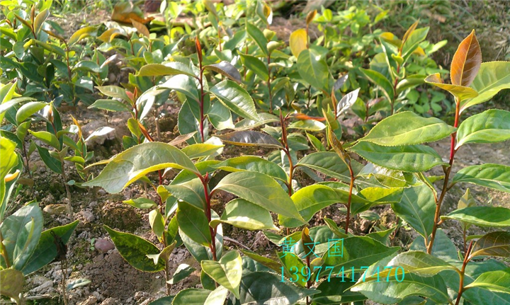 红花油茶实生苗-广西红花油茶实生苗价格 