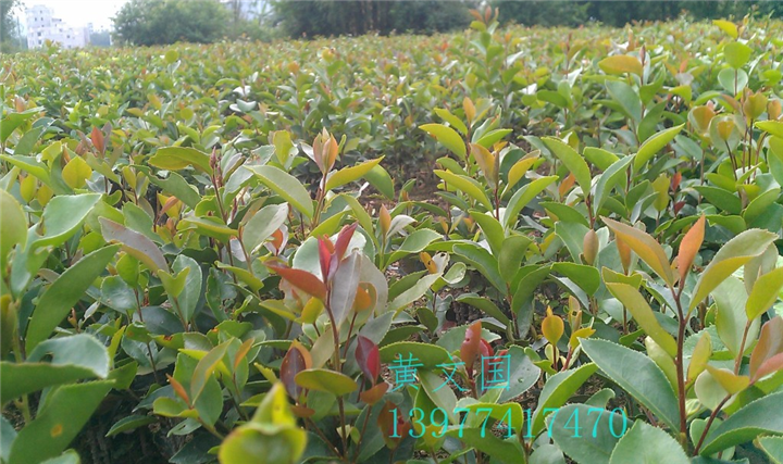 软枝油茶实生苗-广西软枝油茶实生苗价格 