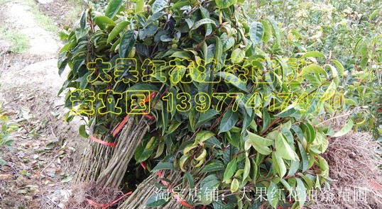 大果红花油茶树苗嫁接苗，广西红花油茶树苗 
