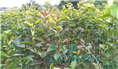 红花油茶嫁接苗2年苗 