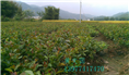 软枝油茶实生苗-广西软枝油茶实生苗价格 