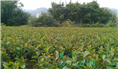 软枝油茶实生苗-广西软枝油茶实生苗价格 