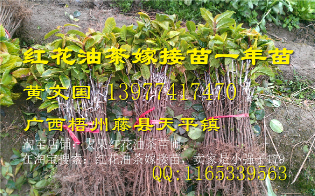 广西大果红花油茶嫁接苗供应@行情
