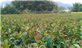 软枝油茶实生苗-广西软枝油茶实生苗价格 