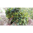 大果红花油茶树苗嫁接苗，广西红花油茶树苗 