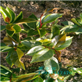 红花油茶实生苗-广西红花油茶实生苗价格 