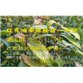 大果红花油茶嫁接苗-行情￥基地