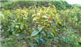 红花油茶嫁接苗2年苗 