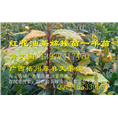 广西大果红花油茶嫁接苗价格-批发