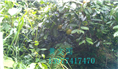 红花油茶果实-广西红花油茶果实价格 