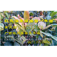 大果红花油茶嫁接苗-行情￥基地
