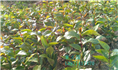 红花油茶实生苗-广西红花油茶实生苗价格 