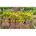 广西大果红花油茶嫁接苗供应@行情