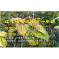 广西大果红花油茶嫁接苗价格-批发