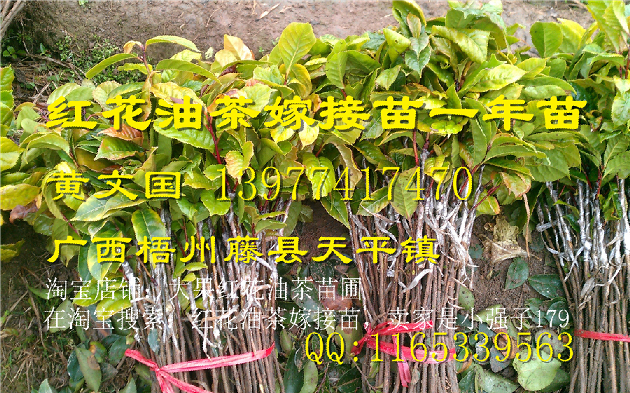 广西大果红花油茶嫁接苗供应@行情