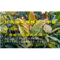 大果红花油茶嫁接苗-行情￥基地