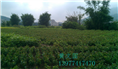 软枝油茶实生苗-广西软枝油茶实生苗价格 